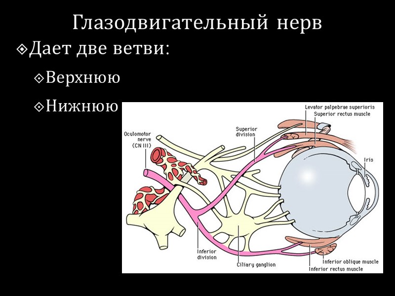 Глазодвигательный нерв Дает две ветви: Верхнюю  Нижнюю